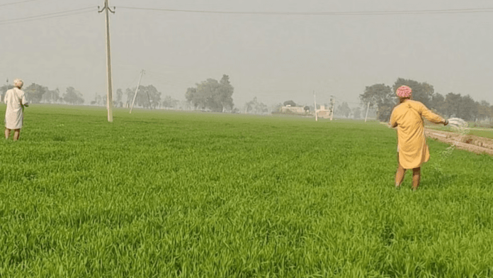 Punjab Farms.