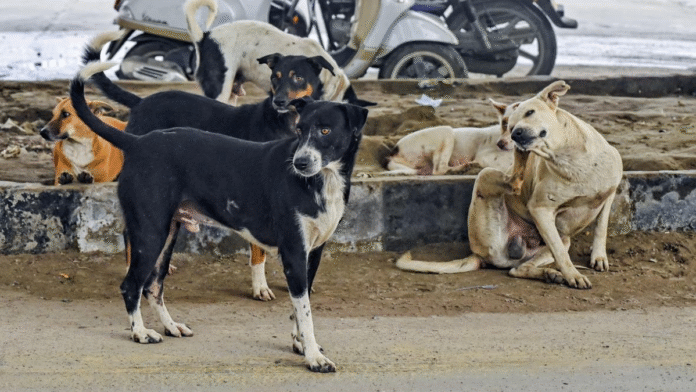Supreme Court on stray dogs.