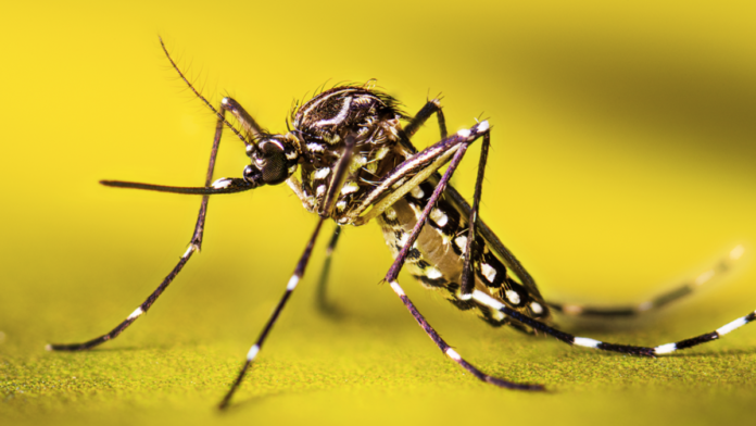 mosquitoes